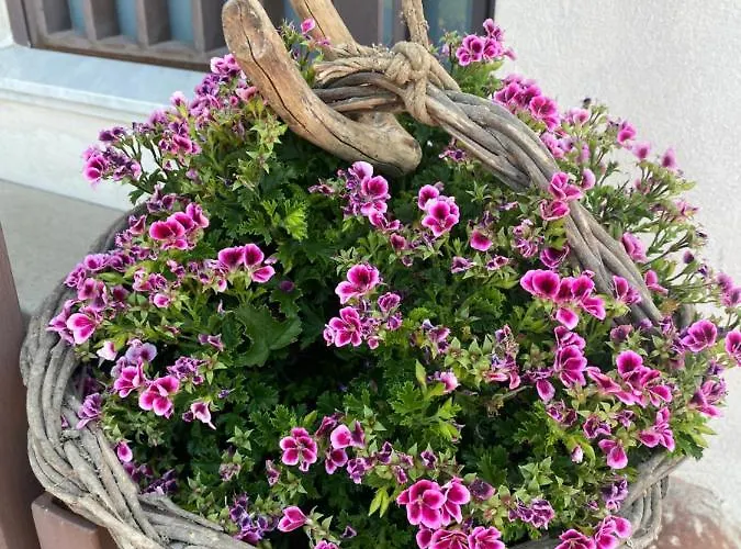 Carolea Acireale