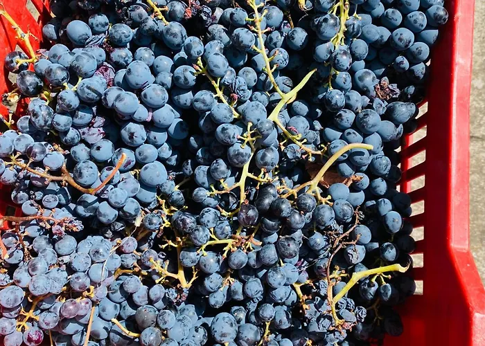Carolea